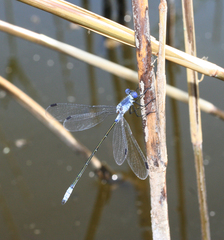 Lestes macrostigma