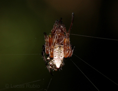 Verrucosa meridionalis