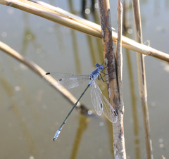 Lestes macrostigma
