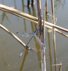 Lestes macrostigma