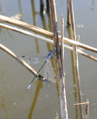 Lestes macrostigma