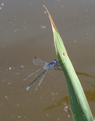 Lestes macrostigma