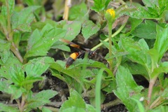 Polistes sagittarius