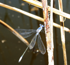 Lestes macrostigma