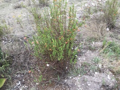 Clinopodium mexicanum