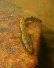 Eleotris fusca