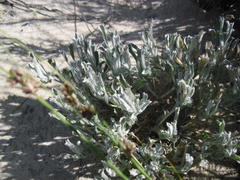 Centella tridentata litoralis