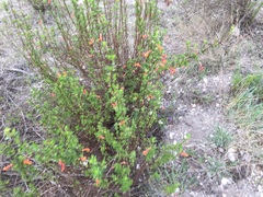 Clinopodium mexicanum