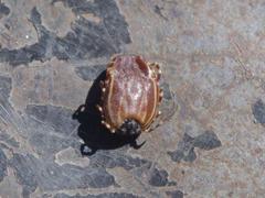 Hyalomma