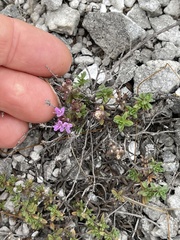Thymus calcareus