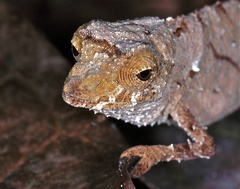 Cameroon Stumptail Chameleon photo 4