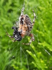 Araneus diadematus