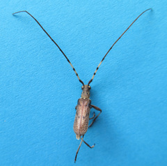 Didymocantha obliqua