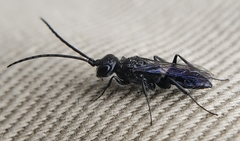 Dolichurus