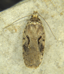 Agonopterix hyperella