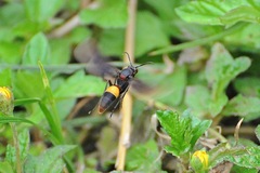 Polistes sagittarius