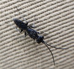 Dolichurus