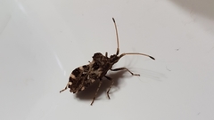 Centrocoris variegatus