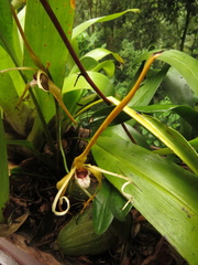 Maxillaria fractiflexa