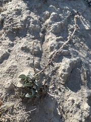 Penstemon immanifestus