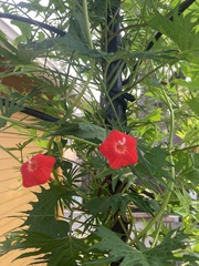 Ipomoea × multifida