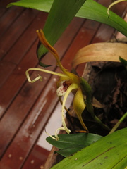 Maxillaria fractiflexa