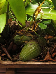 Maxillaria fractiflexa