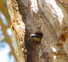 Pogoniulus pusillus pusillus