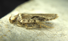Agonopterix hyperella