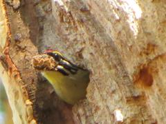 Pogoniulus pusillus pusillus