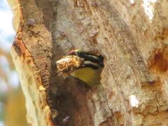 Pogoniulus pusillus pusillus