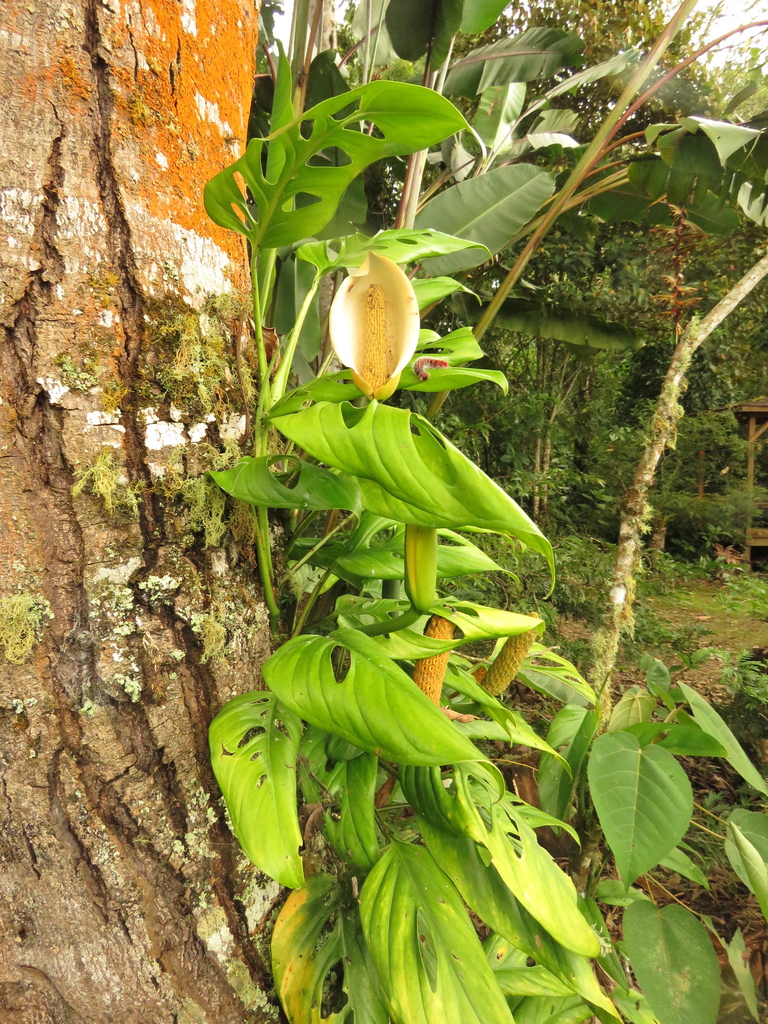 Monstera xanthospatha  iNaturalist