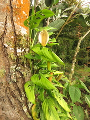 Monstera xanthospatha
