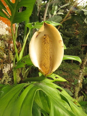 Monstera xanthospatha