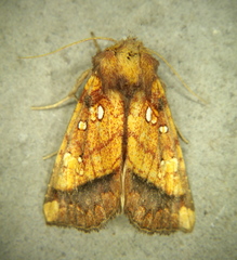 Papaipema harrisii