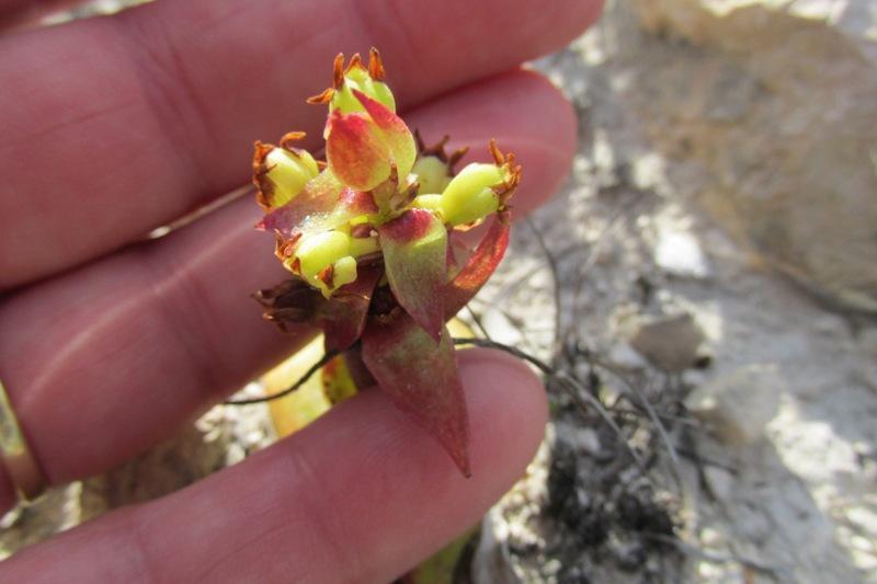 Satyrium emarcidum