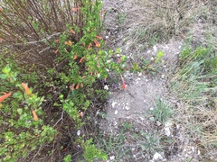 Clinopodium mexicanum