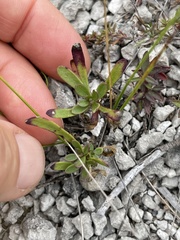 Gypsophila altissima