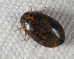Thermonectus
