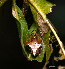 Verrucosa meridionalis