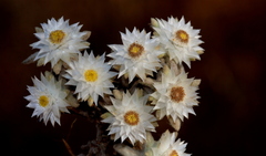 Helichrysum cerastioides