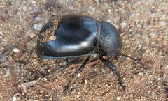 Ocnodes