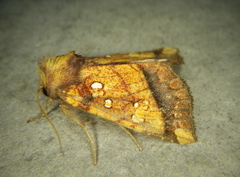 Papaipema harrisii