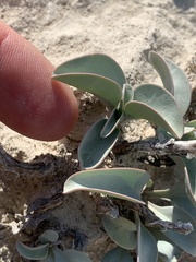 Penstemon immanifestus