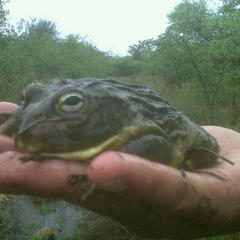 Pyxicephalus adspersus