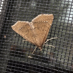 Focillidia texana