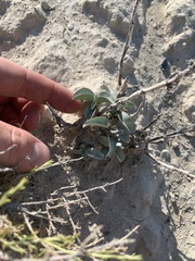 Penstemon immanifestus