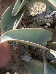 Penstemon immanifestus