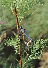 Orthetrum brunneum