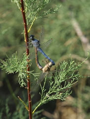 Orthetrum brunneum
